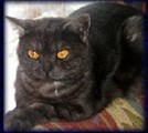 Black smoke British Shorthair