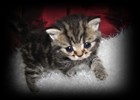 brown tabby british shorfthair kitten