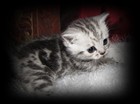 silver tabby british shorthair kitten