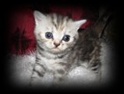 tortie silver tabby british shorthair kitten