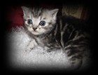 silver tabby british shorthair kitten