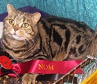 brown tabby british shorthair