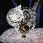 Lady Mary's Silver Pearl