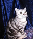 Lady Mary's Silver Elliot