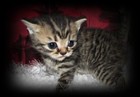 brown spotted british shorthair kitten