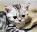 silver tabby british shorthair kitten