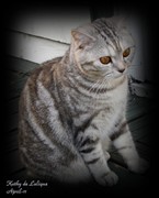 tortie silver tabby british shorthair