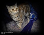 torte silver tabby british shorthair cat