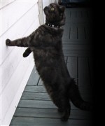 black smoke british shorthair