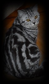 silver tabby british shorthair
