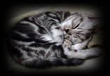 silver tabby british shorthair kitten