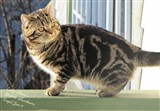 brown tabby british shorthair