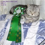 silver tabby british shorthair