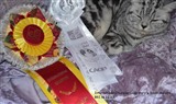 british shorthair silver tabby cat