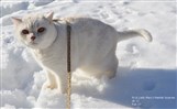 shaded cameo british shorthair