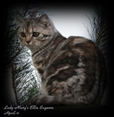 Tortie silver tabby British Shorthair
