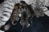 sportted british shorthair kittens