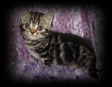 brown tabby british shorthair kitten