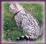 Lady Mary's Silver Linnea