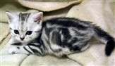 silver tabby british shorthair kitten