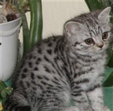 silver spotted british shorthair kitten