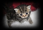 brown tabby british shorthair kitten