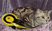 silver tabby british shorthair cat