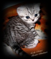 silver spotted british shorthair kitten