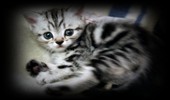 silver tabby british shorthair kitten