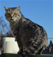 silver spotted british shorthair cat