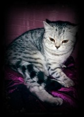 silver spotted british shorthair cat