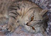 silver spotted british shorthair cat
