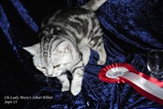 silver tabby british shorthair cat
