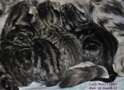 tabby and spotted british shorthair kittens