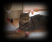 brown spotted british shorthair