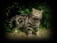brown tabby british shorthair cat