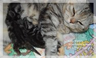 tabby british shorthair kittens