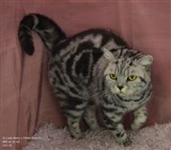 silver tabby british shorthair