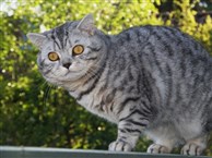 silver spotted british shorthair cat