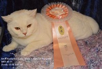 red cameo british shorthair