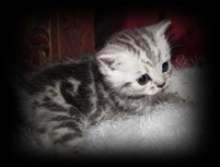silver tabby british shorthair kitten