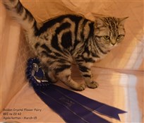 silver tabby british shorthair
