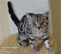 silver tabby british shorthair kitten