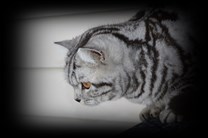 silver tabby british shorthair cat