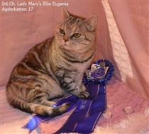 tortie silver tabby british shorthair