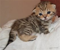 brown spotted british shorthair