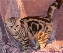 silver tabby british shorthair cat