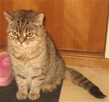 brown spotted british shorthair cat