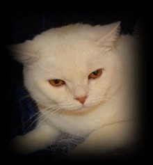 Shaded Cameo british shorthair cat