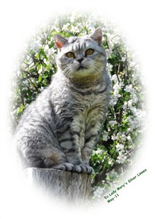 silver spotted british shorthair cat